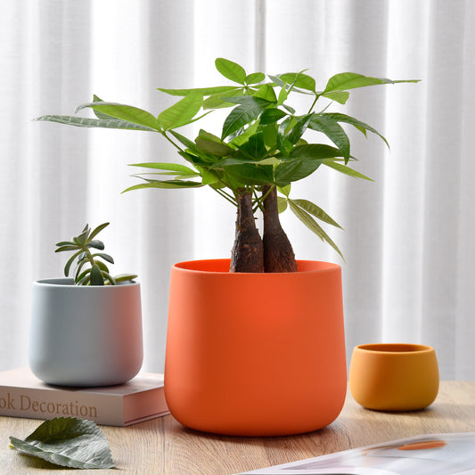 Plant Pot