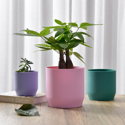 Plant Pot