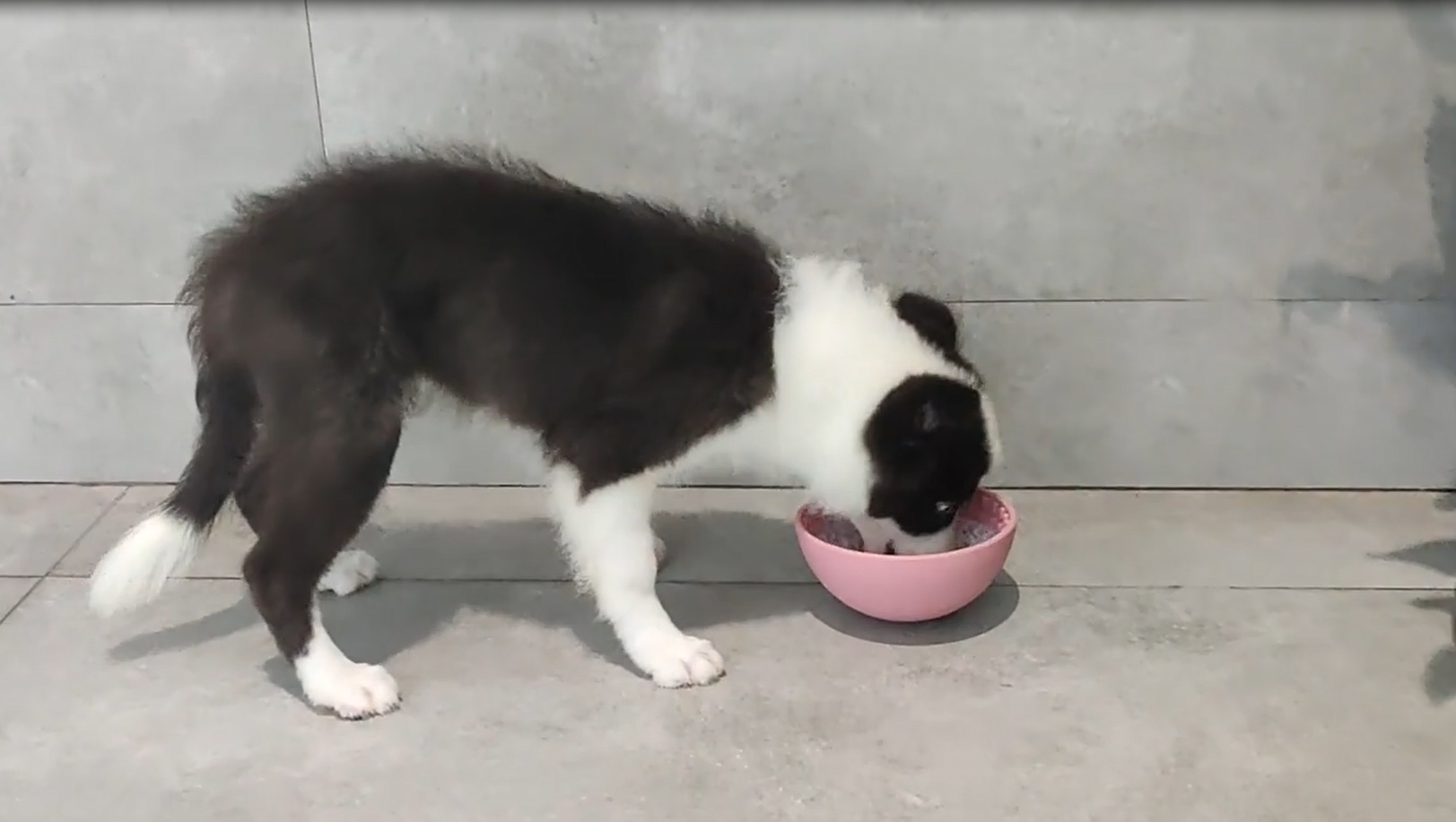 The Superiority of Silicone in Pet Supplies