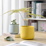 Plant Pot