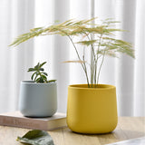 Plant Pot