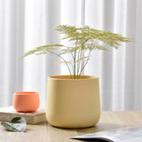 Plant Pot