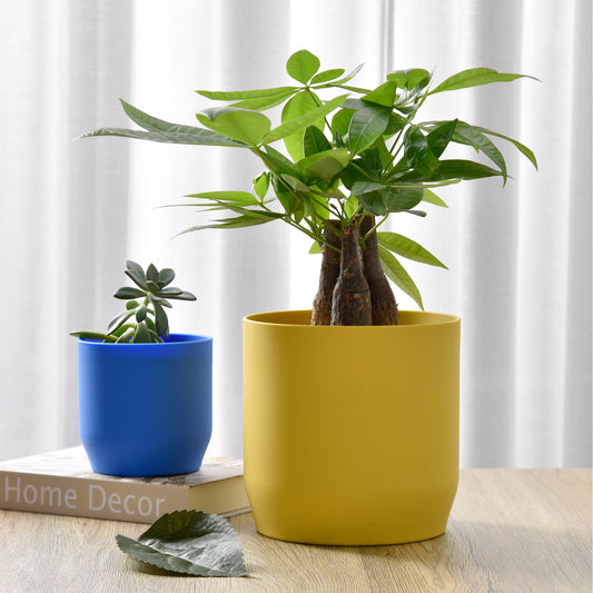 Plant Pot