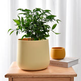 Plant Pot