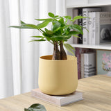 Plant Pot