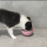 Wobble Slow Feeder Licking Bowl